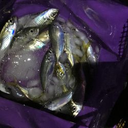 ジグサビキでアジとサバ